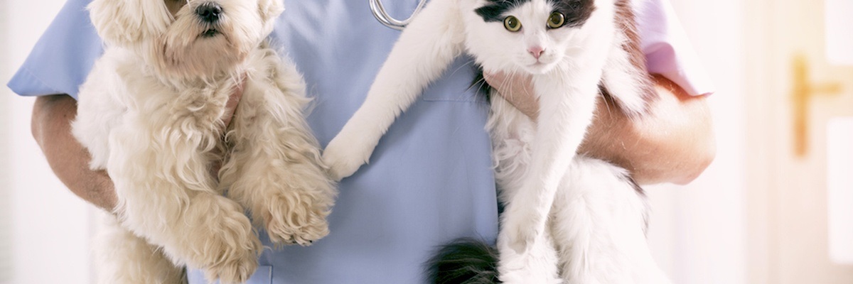 Home, Pet & Appliances Home, Pet & Appliances
